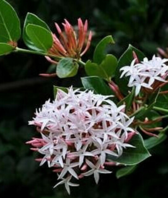 Carissa edulis 