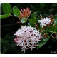 Carissa edulis 