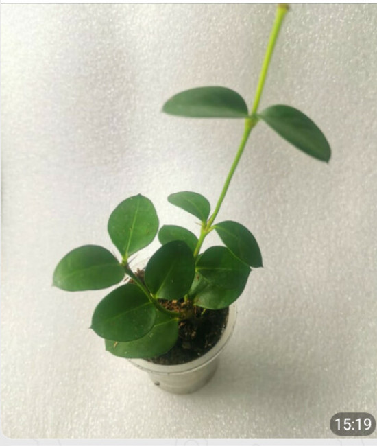 Carissa edulis 