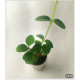 Carissa edulis 