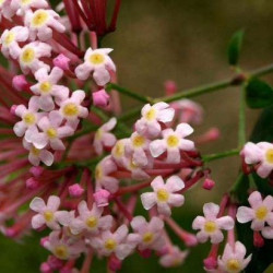  Rondeletia Odorata