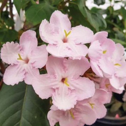  Luculia Early Dawn- Лукулия ранний рассвет 