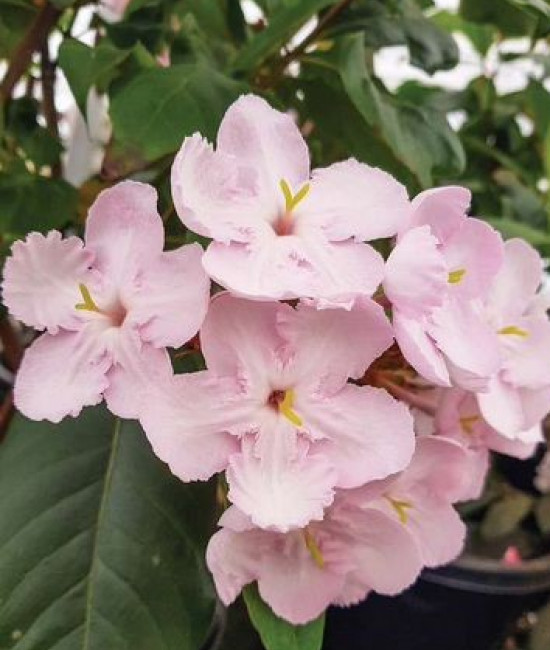  Luculia Early Dawn- Лукулия ранний рассвет 