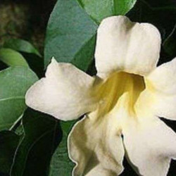 Pithecoctenium crucigerum sin. Amphilophium crucigerum