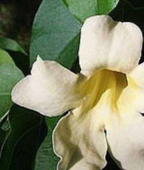 Pithecoctenium crucigerum sin. Amphilophium crucigerum