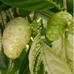 NONI~ Variegated Tahitian Morinda Citrifolia