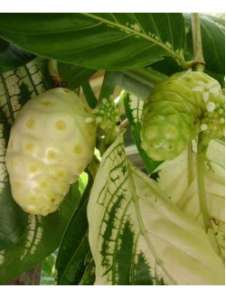 NONI~ Variegated Tahitian Morinda Citrifolia
