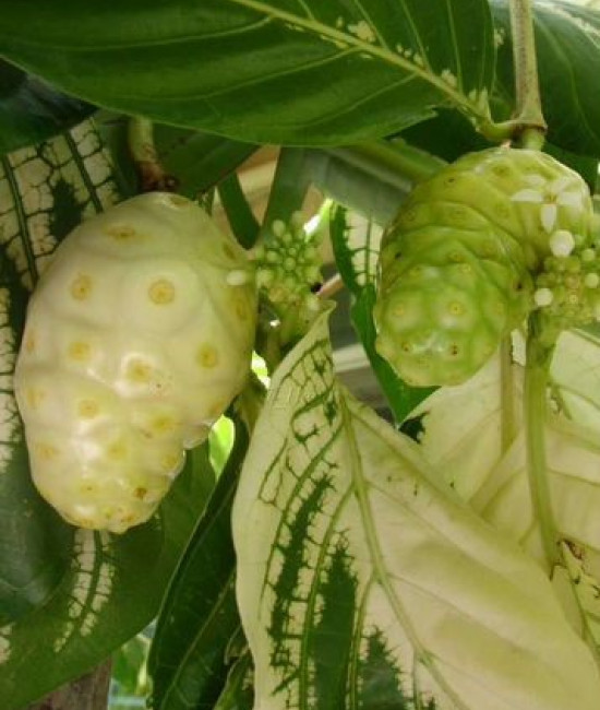 NONI~ Variegated Tahitian Morinda Citrifolia