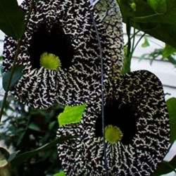 Aristolochia ELEGANS