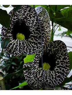 Aristolochia ELEGANS
