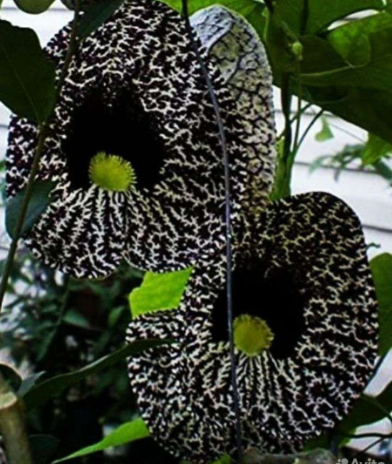 Aristolochia ELEGANS