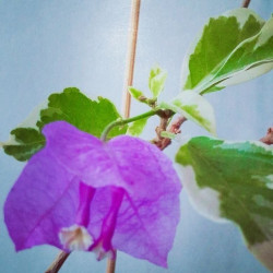 Bougainvillea Blueberry ice 