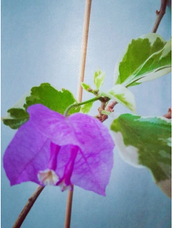 Bougainvillea Blueberry ice 