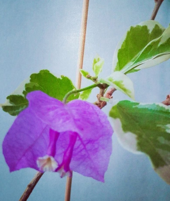 Bougainvillea Blueberry ice 