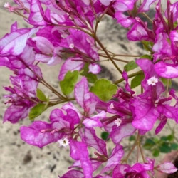 Bougainvillea Bidadari