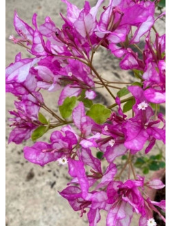 Bougainvillea Bidadari