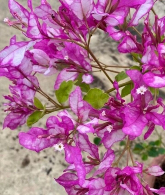 Bougainvillea Bidadari