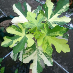 Фикус carica jolly tiger variegata