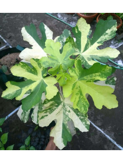 Фикус carica jolly tiger variegata