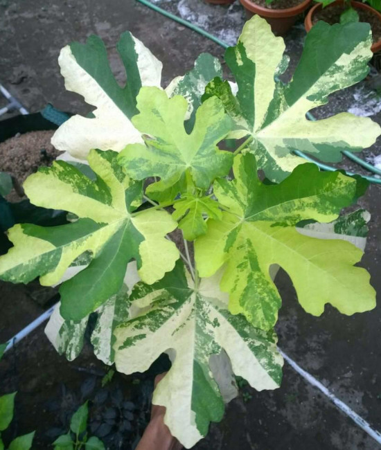Фикус carica jolly tiger variegata