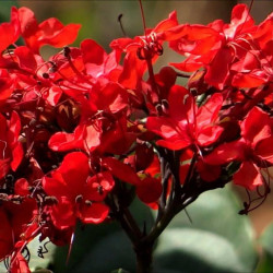 Clerodendrum Splendens