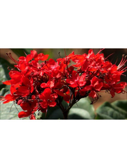 Clerodendrum Splendens