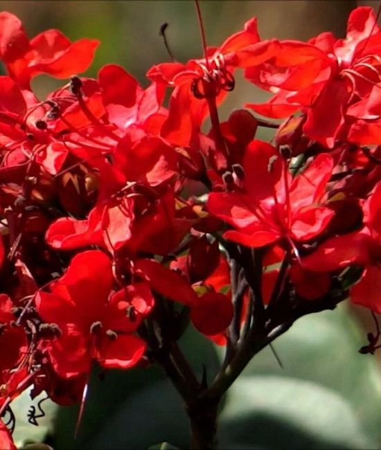 Clerodendrum Splendens