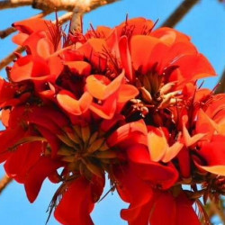 Erythrina CAFFRA (Эритрина)
