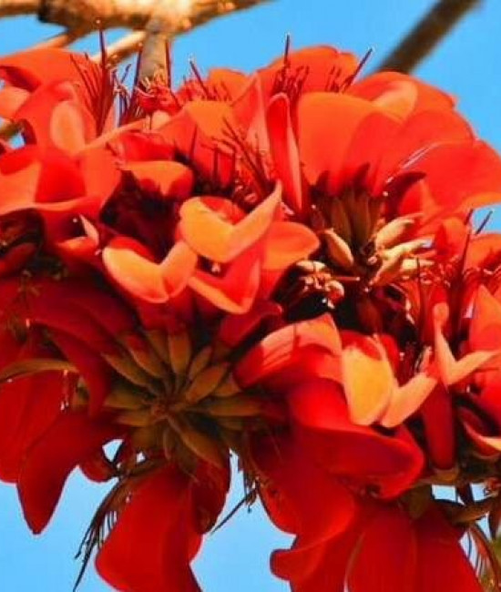 Erythrina CAFFRA (Эритрина)