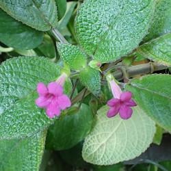 наутилиокалиус melittifolius