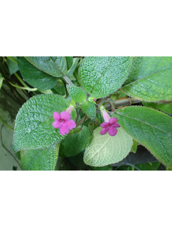 наутилиокалиус melittifolius