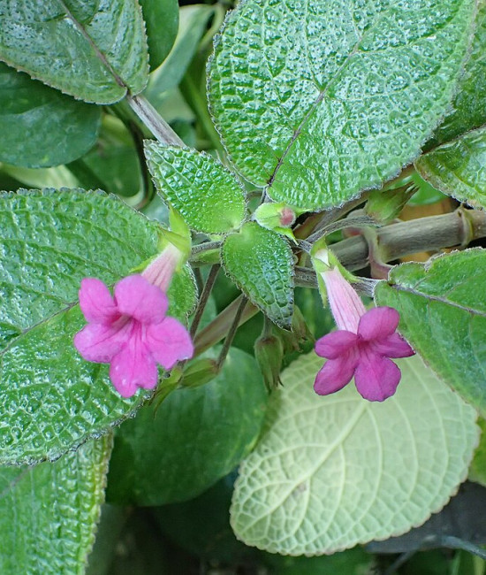 наутилиокалиус melittifolius
