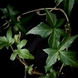 Hedera Anita mini