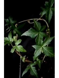 Hedera Anita mini