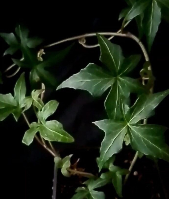 Hedera Anita mini