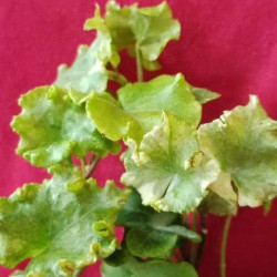 Hedera Cecilia