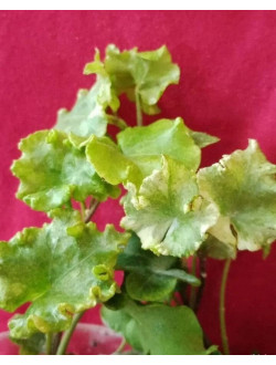 Hedera Cecilia