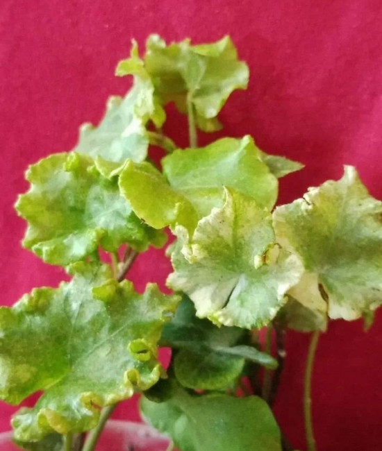 Hedera Cecilia
