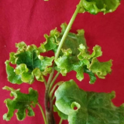 Hedera CottedCream