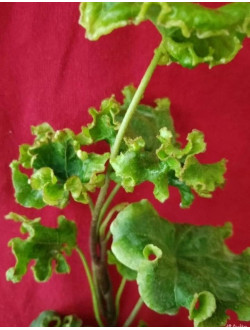 Hedera CottedCream