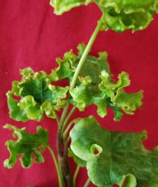 Hedera CottedCream