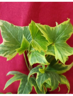 Hedera Elloy Ripple