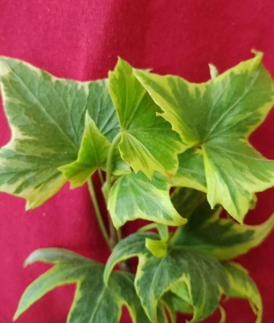 Hedera Elloy Ripple