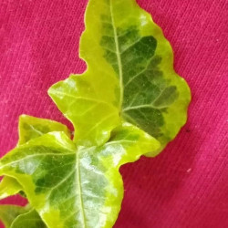Hedera Halebob