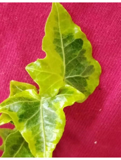Hedera Halebob