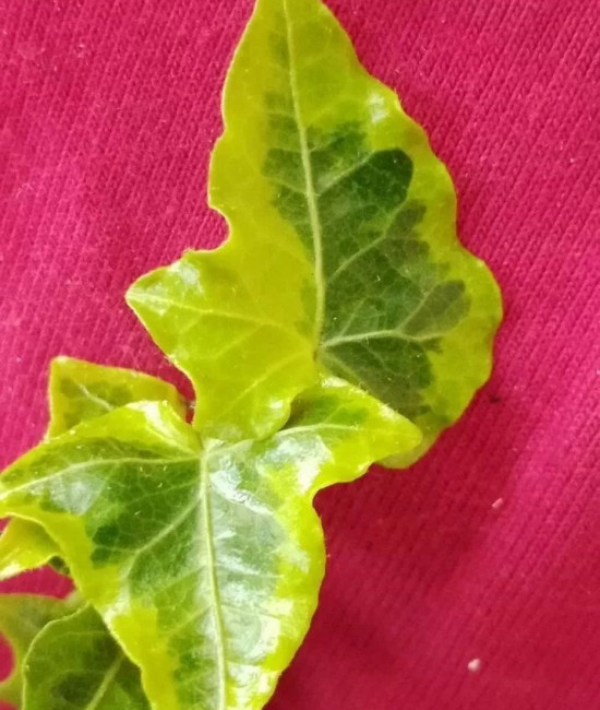 Hedera Halebob