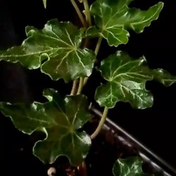 Hedera Ivalace mini