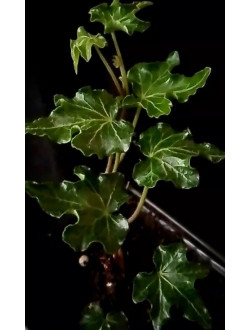 Hedera Ivalace mini