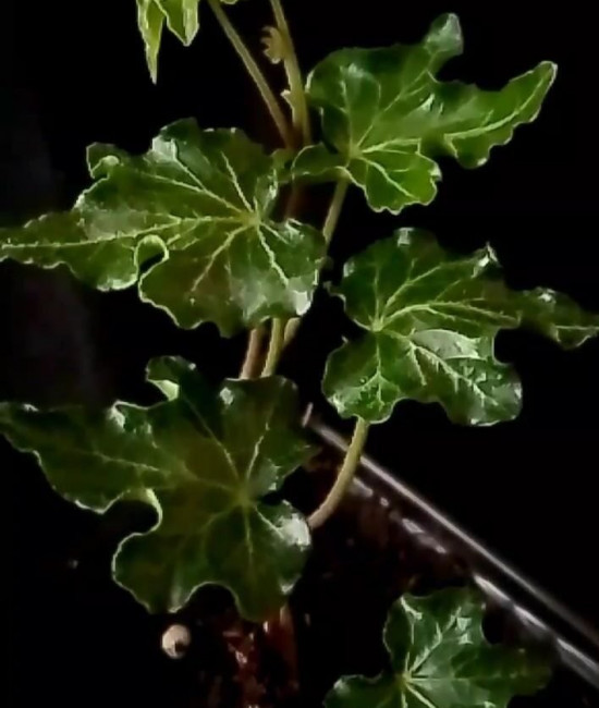 Hedera Ivalace mini