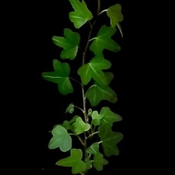 Hedera Oak Leaf mini